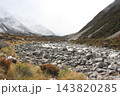 大きな石が転がる河川の風景　ニュージーランド　マウントクック 143820285