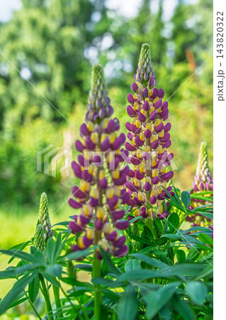 Purple and Yellow Lupine Flowers Blooming in a Sunny Garden Setting During Springtime, Vertical Close-up Shot of Beautiful Perennial Plant Spikes 143820322