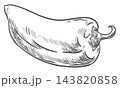 Vector sketch of whole pepper vegetable with a curved stem. Sweet pepper, hand drawn ink illustration. Capsicum or paprika isolated on background. Etching technique. Retro style. For eco packaging. 143820858
