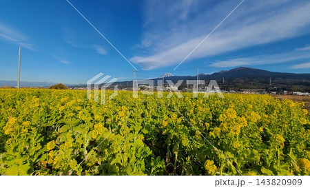 沼津市の富士山が見える菜の花畑 143820909