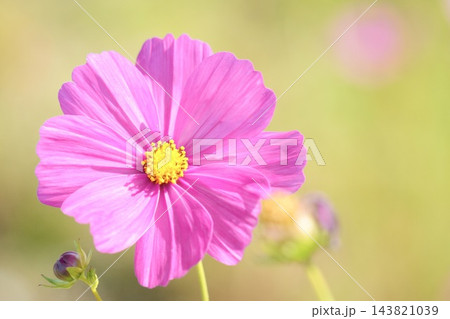光注ぐ綺麗な秋桜　 143821039