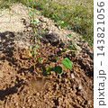 Young tree sapling with green leaves freshly planted in wet muddy soil after watering, sunny day, reforestation and new growth concept 143821056