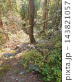 Sunlit coniferous forest in early autumn with pine trees, rocks and wild blueberry bushes covering the mossy ground, warm sunlight filtering through the trees 143821057