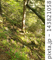 Sunlit spruce forest on a steep mountain slope with moss-covered rocks, ferns and blueberry bushes, fallen branches and warm light filtering through the trees 143821058