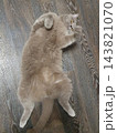 A fluffy gray cat with golden eyes lies on its back on a dark wooden floor, playfully raising its paws. 143821070