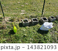 A small urban garden with young saplings growing in concrete blocks along a green metal fence nearby, there is a bright green watering can and a white bag of soil. 143821093