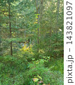 Lush green spruce forest with young fir sapling in the foreground, blueberry undergrowth and a sunlit golden beech bush glowing between tall trees 143821097