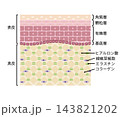 健康な肌の断面図 143821202