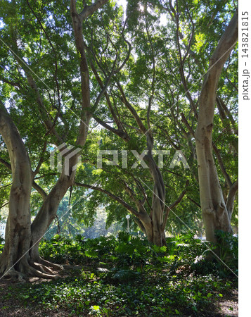 This is the natural landscape of Sydney Park in Australia. 143821815