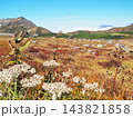 富山県 室堂平の草紅葉 10月 富山県 室堂平の草紅葉 10月 143821858