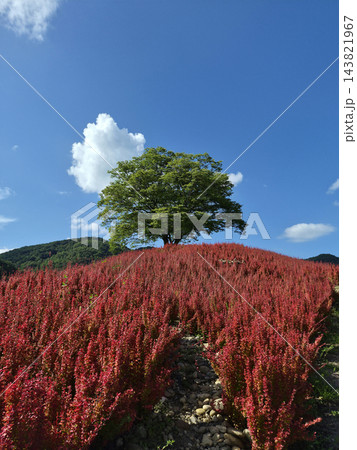 It is a hill with red barberry bushes.	 143821967
