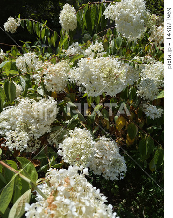 It is a white panicle hydrangea in full bloom.	 143821969