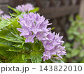 雨上がりのラベンダー色のペンタス 143822010