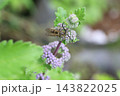秋の庭に咲く紫色のダンギクの花に止まるヒメハラナガツチバチ 143822025