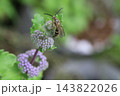 秋の庭に咲く紫色のダンギクの花に止まるヒメハラナガツチバチ 143822026