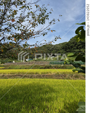A rural landscape in Korea in autumn. 143822052