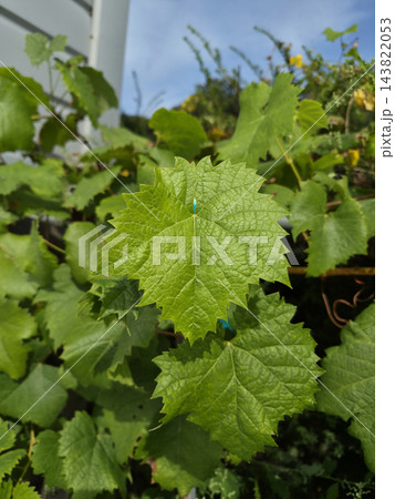 This is a close-up of a green grape leaf. This is a close-up of a green grape leaf. 143822053
