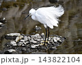 エサを探すコサギ 143822104