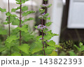秋の庭に咲く紫色のダンギクの花のツボミの様子 143822393