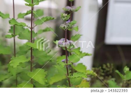 秋の庭に咲く紫色のダンギクの花のツボミの様子 143822393