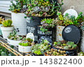 多肉植物の寄せ植えが並べられている 143822400