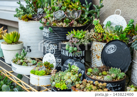 多肉植物の寄せ植えが並べられている 多肉植物の寄せ植えが並べられている 143822400