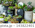 多肉植物の寄せ植えが並べられている 143822401
