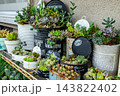 多肉植物の寄せ植えが並べられている 143822402