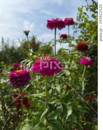 It is a purple zinnia in full bloom. 143822520