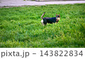Young cute black puppy dog on walking outdoors 143822834