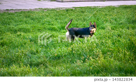 Young cute black puppy dog on walking outdoors Young cute black puppy dog on walking outdoors 143822834