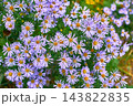 Harmony.October sky family bush of purple cute aster in garden 143822835