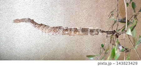 ヒメホソアシナガバチの巣 143823429
