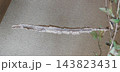 ヒメホソアシナガバチの巣 143823431