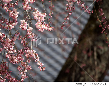 瓦屋根を背景に咲くしだれ桜の花 瓦屋根を背景に咲くしだれ桜の花 143823571