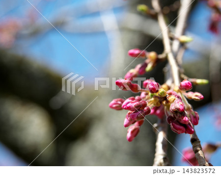 開花を前に膨らむピンク色の桜のつぼみ 開花を前に膨らむピンク色の桜のつぼみ 143823572