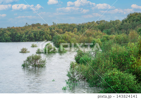 Green mangrove forest growing in coastal seawater under a blue sky, forming a natural blue carbon ecosystem that captures atmospheric CO2 for climate mitigation and biodiversity conservation. Green mangrove forest growing in coastal seawater under a blue sky, forming a natural blue carbon ecosystem that captures atmospheric CO2 for climate mitigation and biodiversity conservation. 143824141