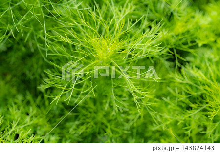 Fresh green ornamental foliage with delicate needlelike leaves growing densely in a tropical garden during daylight, creating a vibrant natural texture for botanical and eco background design Fresh green ornamental foliage with delicate needlelike leaves growing densely in a tropical garden during daylight, creating a vibrant natural texture for botanical and eco background design 143824143