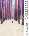 Pine snowy forest in winter. Nature landscape. Dog sitting in the forest 143824221