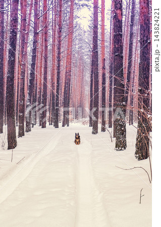 Pine snowy forest in winter. Nature landscape. Dog sitting in the forest Pine snowy forest in winter. Nature landscape. Dog sitting in the forest 143824221