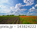 Agricultural landscape. Green shoots of potatoes. poppies field and arable field on a sunny day 143824222