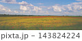 Agricultural landscape with a dramatic cloudy sky. Wheatfield with blossoming poppies 143824224