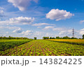 Agricultural landscape. Arable field with green beet shoots on a sunny day 143824225