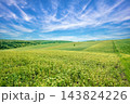 Buckwheat field against a cloudy sky. Rural landscape. Farmland in summer. Nature in the countryside 143824226