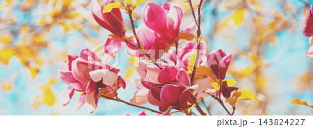 Blooming magnolia tree in the botanical garden Blooming magnolia tree in the botanical garden 143824227