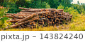 A pile of pine timber logs in the edge of the forest 143824240