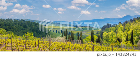 Vineyard in Tuscany. Beautiful landscape of Tuscany. Valley with a beautiful cloudy sky on a spring sunny day. Italy, Europe Vineyard in Tuscany. Beautiful landscape of Tuscany. Valley with a beautiful cloudy sky on a spring sunny day. Italy, Europe 143824243