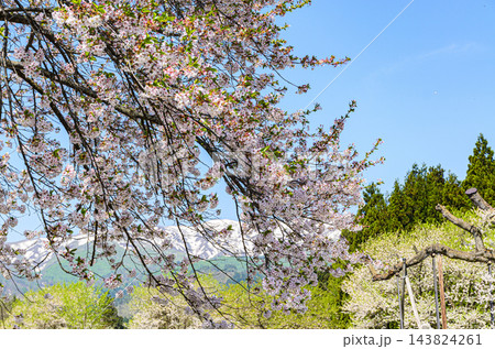 春 山形県白鷹より朝日連峰を望む 143824261