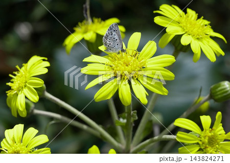 日差しを浴びて咲くツワブキの花と蝶の共生 143824271
