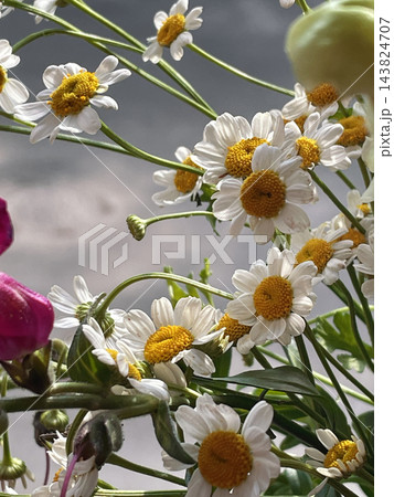 A beautiful bouquet of small white chamomile flowers with golden yellow centers, macro shot. Close-up floral photography, rustic home decor, spring and summer flowers, natural beauty. 143824707